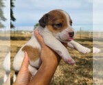 Puppy Woodrow Jack Russell Terrier