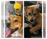 Small #1 Labrador Retriever Mix