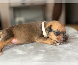 Medium American Bully
