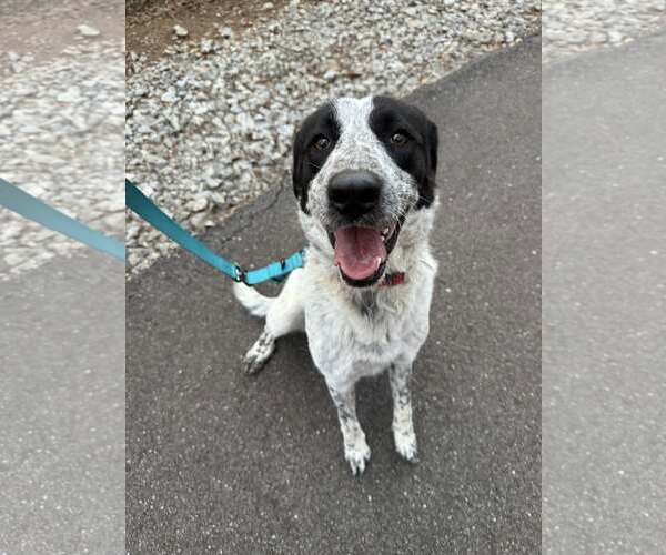 Medium Photo #6 Retriever -Unknown Mix Puppy For Sale in Greenville, SC, USA