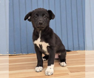 Labrenees Dogs for adoption in Lakewood, CO, USA