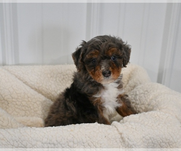 Medium Photo #1 Aussiedoodle Miniature  Puppy For Sale in APPLE CREEK, OH, USA