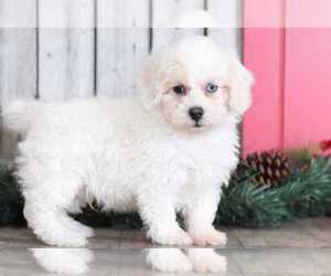 Zuchon Puppy for sale in MOUNT VERNON, OH, USA