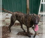 Small Labrador Retriever-Treeing Walker Coonhound Mix
