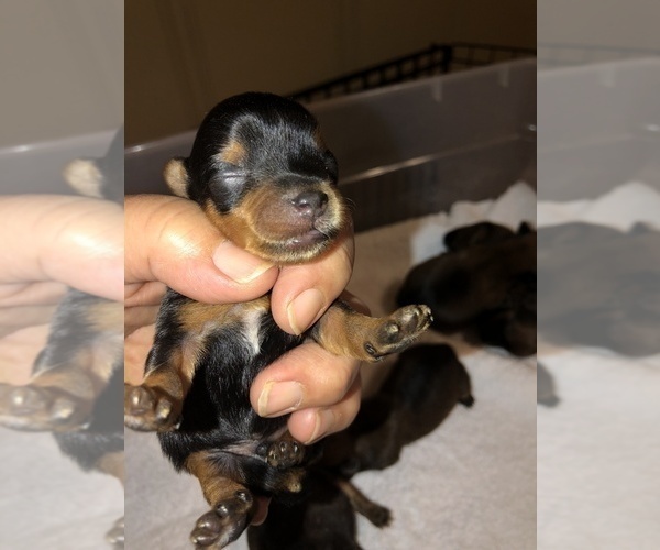 Medium Photo #4 Yorkshire Terrier Puppy For Sale in HOUSTON, TX, USA