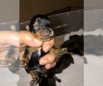 Small Photo #4 Yorkshire Terrier Puppy For Sale in HOUSTON, TX, USA