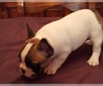 Small Photo #6 French Bulldog Puppy For Sale in LAKE BUTLER, FL, USA