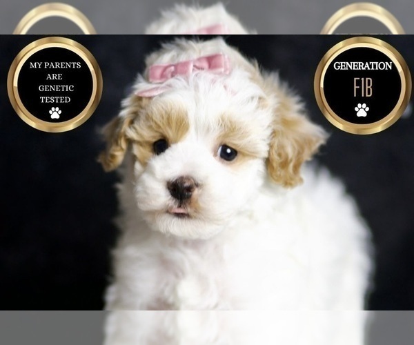 Medium Photo #7 Maltipoo Puppy For Sale in WARSAW, IN, USA