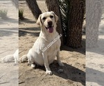 Small Photo #1 Labrador Retriever Puppy For Sale in PINON HILLS, CA, USA