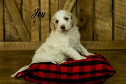 Medium Photo #14 Labradoodle-Poodle (Standard) Mix Puppy For Sale in SAINT CLOUD, MN, USA