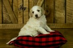 Small #13 Labradoodle-Poodle (Standard) Mix