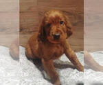 Small Photo #12 Irish Setter Puppy For Sale in KINGWOOD, TX, USA