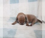 Small #3 Dachshund