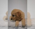 Small Photo #6 Goldendoodle Puppy For Sale in LIVE OAK, FL, USA