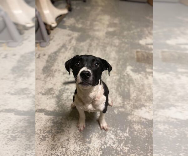 Medium Photo #22 Mutt Puppy For Sale in Derwood, MD, USA