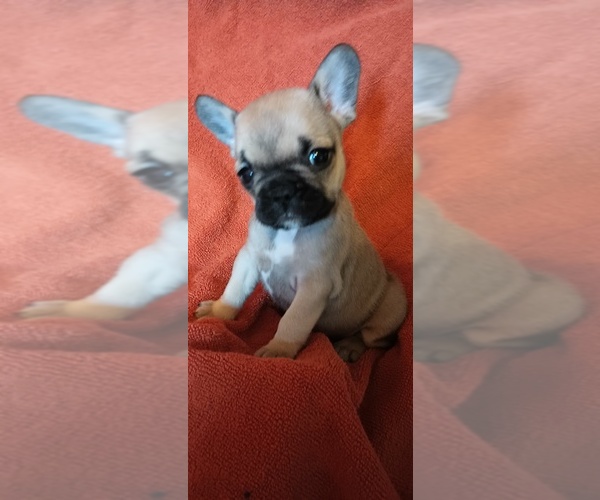 Medium Photo #4 French Bulldog Puppy For Sale in DENVER, CO, USA