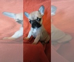 Small #3 French Bulldog