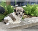 Small Photo #6 Havanese Puppy For Sale in HOUSTON, TX, USA