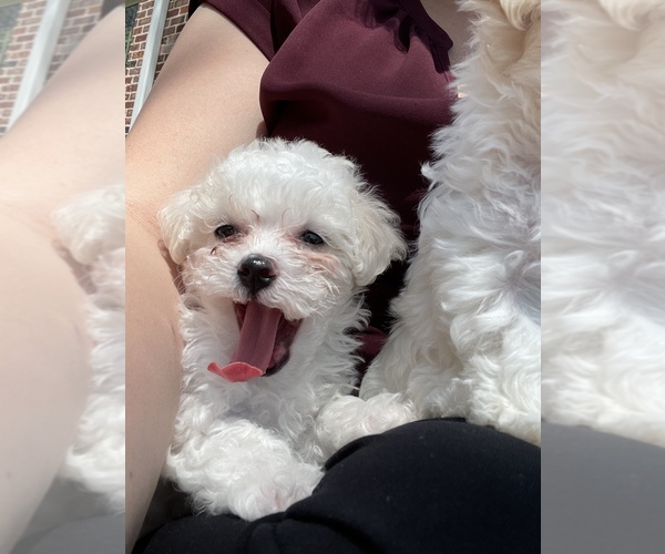 Medium Photo #4 Maltipoo Puppy For Sale in LOUISVILLE, KY, USA