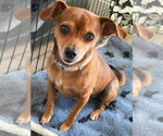 Small #2 Chihuahua Mix