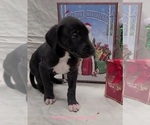 Small Photo #16 Great Dane Puppy For Sale in IUKA, IL, USA