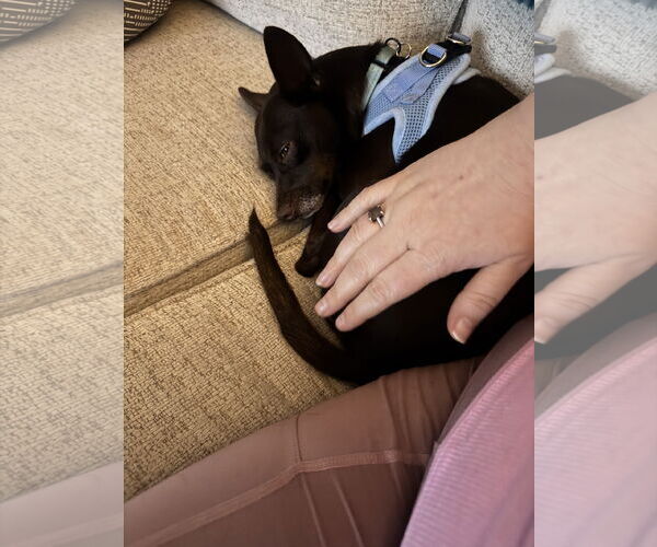Medium Photo #7 Chihuahua-Unknown Mix Puppy For Sale in Princeton, MN, USA
