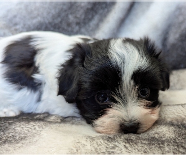 Medium Photo #1 Havanese Puppy For Sale in POST FALLS, ID, USA