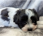 Image preview for Ad Listing. Nickname: BUBBLES