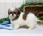 Small Photo #2 Shih Tzu Puppy For Sale in SYRACUSE, IN, USA