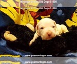 Small Photo #38 Dogo Argentino Puppy For Sale in JANE, MO, USA
