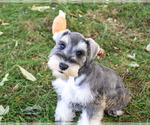 Roosevelt - Male Schnauzer (Miniature) Puppy for Sale - Photo #4