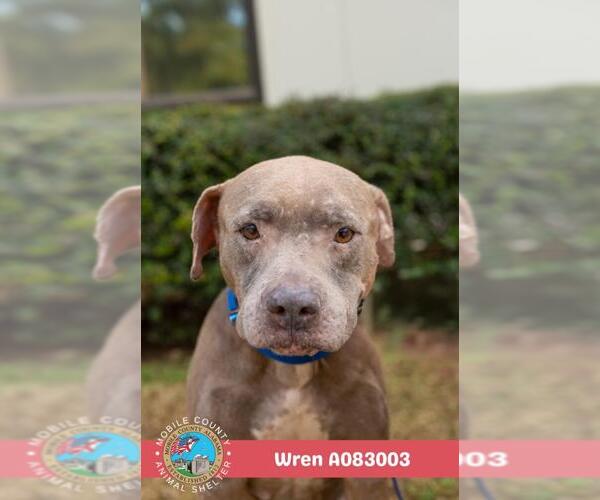 Medium Photo #1 American Bulldog-Unknown Mix Puppy For Sale in Mobile, AL, USA