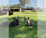 Small Photo #3 French Bulldog Puppy For Sale in CENTENNIAL, CO, USA