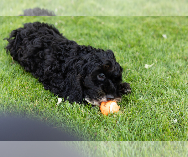 Medium Photo #1 Cockapoo (Miniature) Puppy For Sale in NAPPANEE, IN, USA