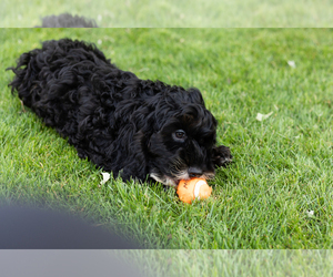 Cockapoo (Miniature) Puppy for sale in NAPPANEE, IN, USA