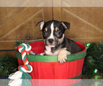 Small Photo #1 American Bully Puppy For Sale in PUYALLUP, WA, USA