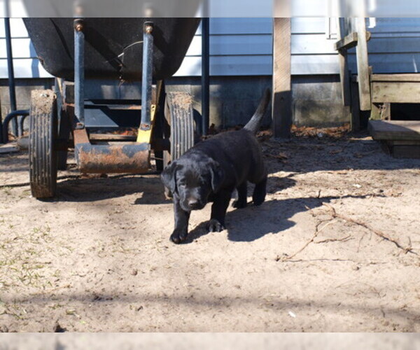 Medium Photo #11 Labrador Retriever Puppy For Sale in NORTON SHORES, MI, USA