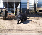 Small Photo #11 Labrador Retriever Puppy For Sale in NORTON SHORES, MI, USA