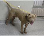 Small American Pit Bull Terrier Mix