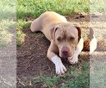 Small #14 American Pit Bull Terrier-American Staffordshire Terrier Mix
