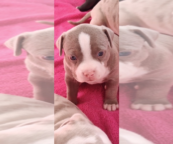 Medium Photo #26 American Bully Puppy For Sale in COUDERSPORT, PA, USA