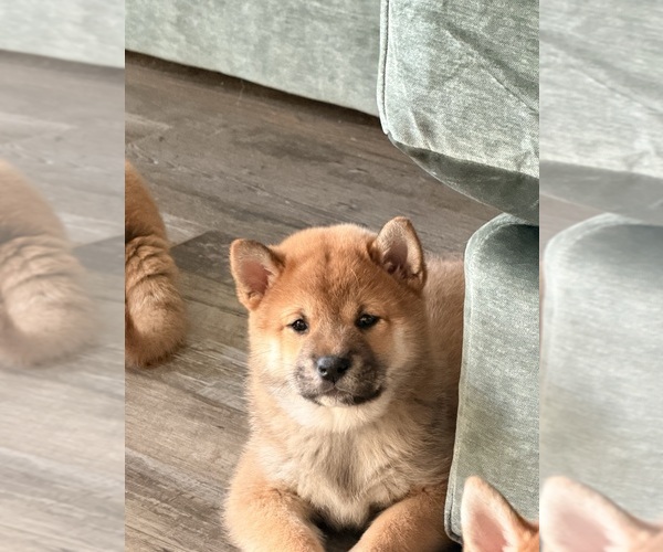 Medium Photo #1 Shiba Inu Puppy For Sale in COHUTTA, GA, USA