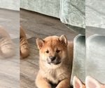 Puppy Brynley Shiba Inu