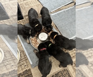 German Shepherd Dog Puppy for sale in WILMINGTON, IL, USA
