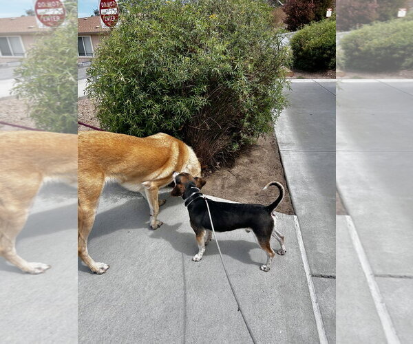 Medium Photo #8 German Shepherd Dog Puppy For Sale in Salinas, CA, USA