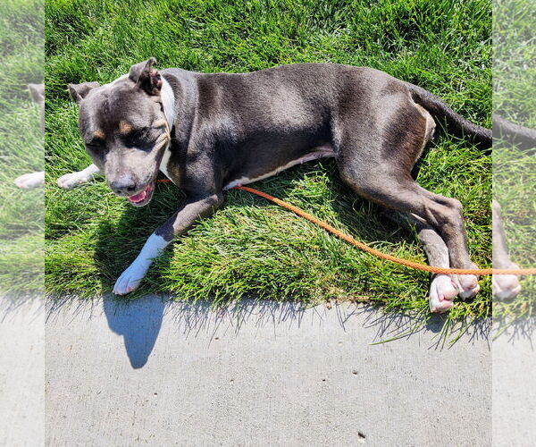 Medium Photo #32 American Pit Bull Terrier Puppy For Sale in Fargo, ND, USA