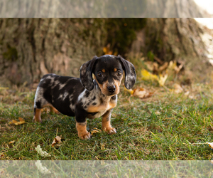 Dachshund Puppy for sale in BREMEN, IN, USA