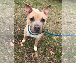 Mutt Dogs for adoption in Jackson, MS, USA