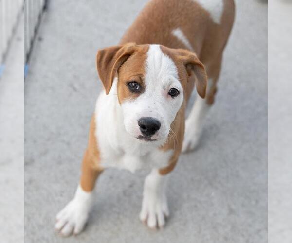 Medium Photo #4 Unknown-Whippet Mix Puppy For Sale in San Diego, CA, USA