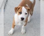 Small #3 Whippet Mix